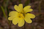 Yellow butterwort